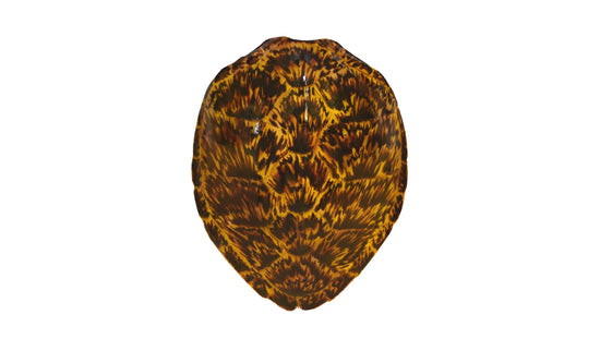 Sea Turtle Mounts | King Sailfish Mounts