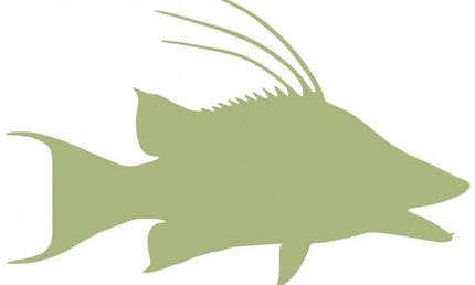26-INCH HOG SNAPPER BLANK, ECONOMICAL