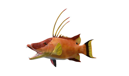 Hog Snapper Fish Mounts | King Sailfish Mounts