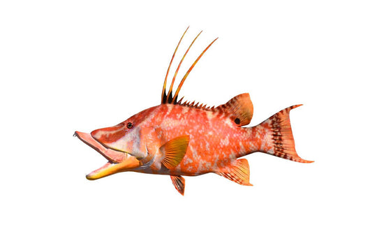 Hog Snapper Fish Mounts | King Sailfish Mounts