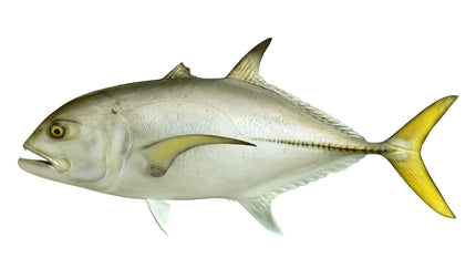 36-INCH HORSE EYE JACK