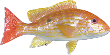 13-INCH LANE SNAPPER