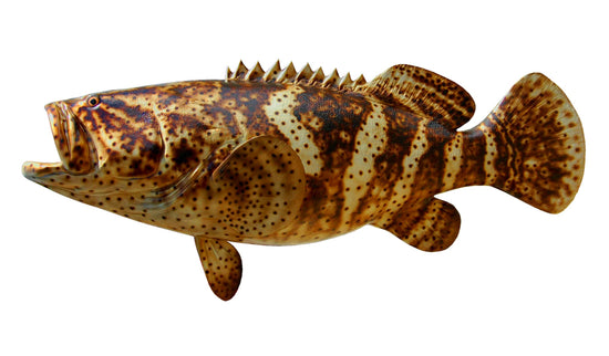 51-INCH JEWFISH