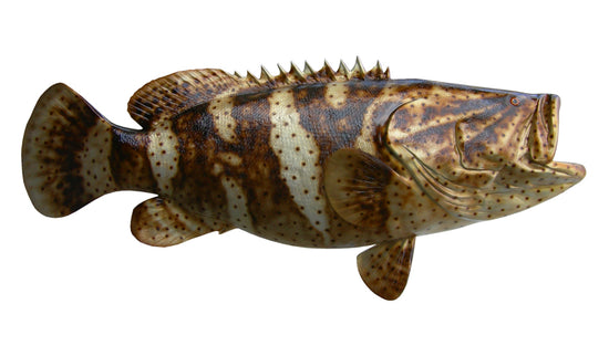 64-INCH JEWFISH