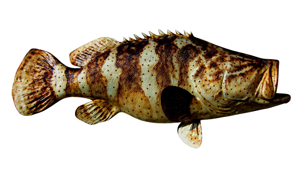 70-Inch Jewfish Fish Mount | King Sailfish Mounts