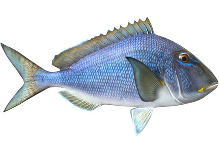Collection image for: PORGY, JOLTHEAD