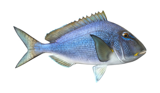 20-INCH PORGY (JOLTHEAD)