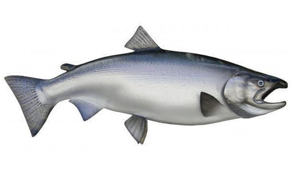 32-INCH KING SALMON (MALE)