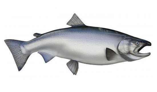 32-INCH KING SALMON (MALE)