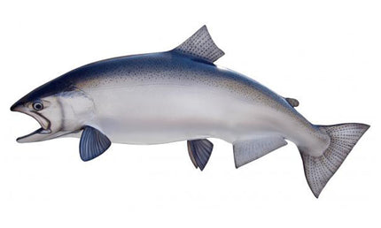 35-INCH KING SALMON (FEMALE)