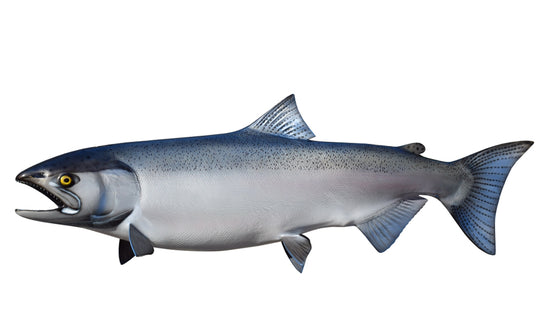 35-INCH KING SALMON (FEMALE, 2)