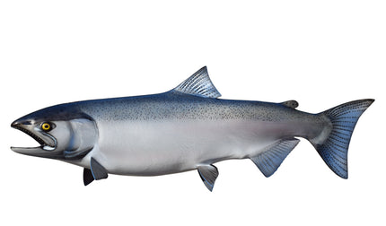 35-INCH KING SALMON (FEMALE, 2)