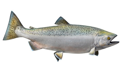 39-INCH KING SALMON (FEMALE)