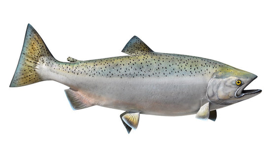 39-INCH KING SALMON (FEMALE)