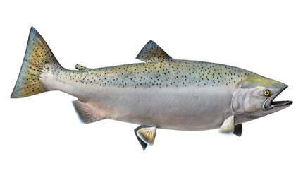 39-INCH KING SALMON (FEMALE)