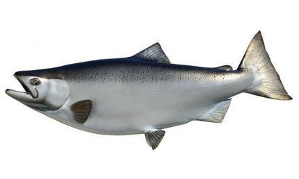 40-INCH KING SALMON (FEMALE)