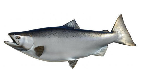 40-INCH KING SALMON (FEMALE)