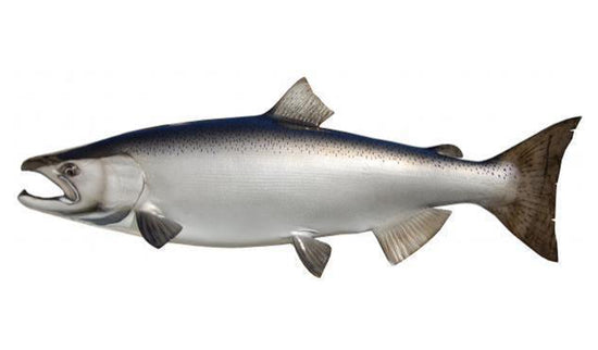 41-INCH KING SALMON (FEMALE)