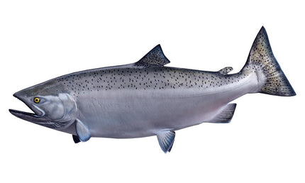 44-INCH KING SALMON (FEMALE)