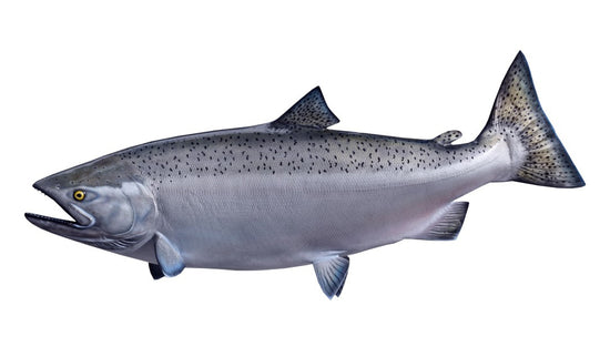 44-INCH KING SALMON (FEMALE)