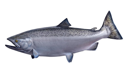 44-INCH KING SALMON (FEMALE)
