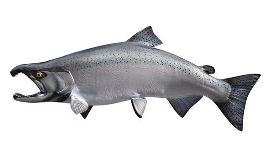 28-INCH KING SALMON (MALE)