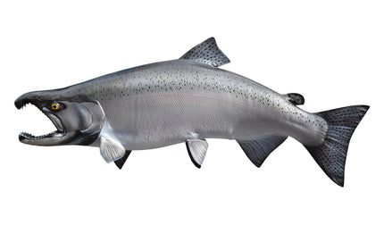 28-INCH KING SALMON (MALE)