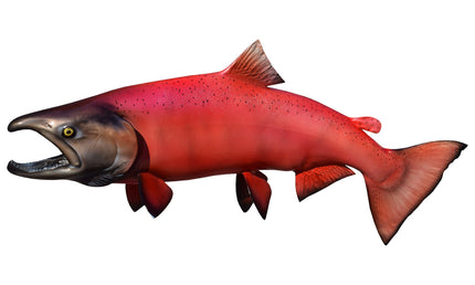 36-INCH KING SALMON (MALE)