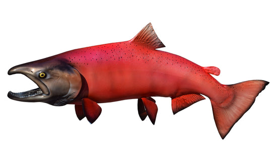 36-INCH KING SALMON (MALE)