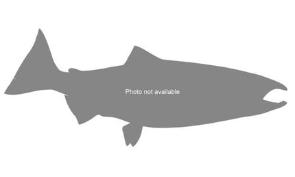 39-INCH KING SALMON (MALE)