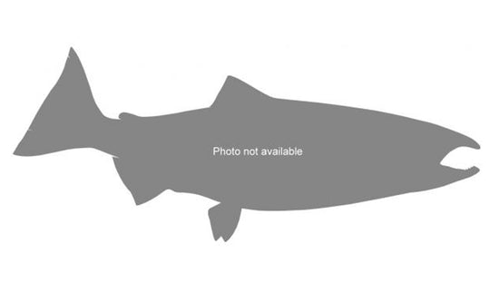 39-INCH KING SALMON (MALE)