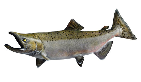 42-INCH KING SALMON (MALE)