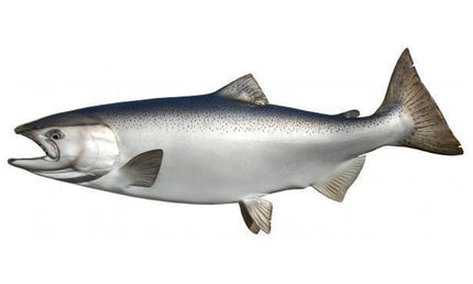 43-INCH KING SALMON (MALE)