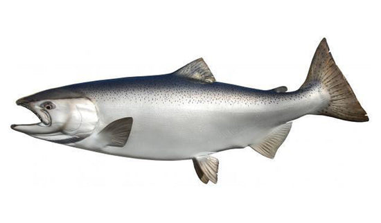 43-INCH KING SALMON (MALE)