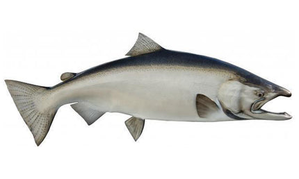45-INCH KING SALMON (MALE)