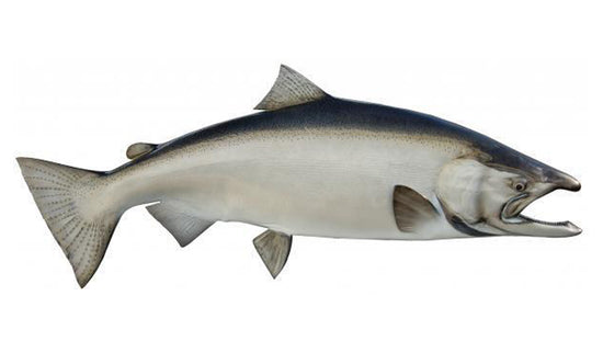 45-INCH KING SALMON (MALE)