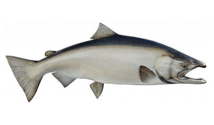 45-INCH KING SALMON (MALE)