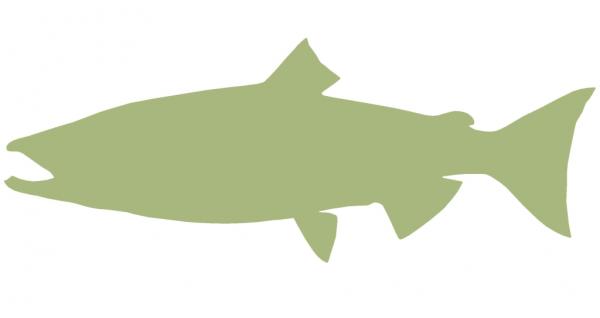 41-INCH KING SALMON BLANK, ECONOMICAL