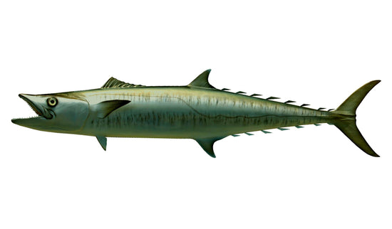 34-INCH KINGFISH