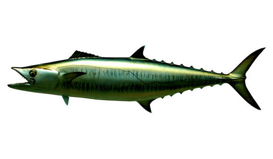 40-INCH KINGFISH