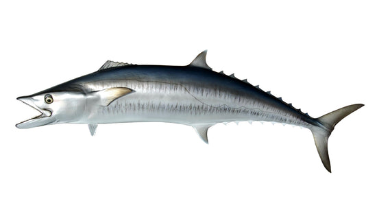 52-INCH KINGFISH