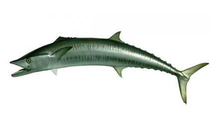 57-INCH KINGFISH