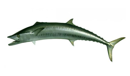 57-INCH KINGFISH