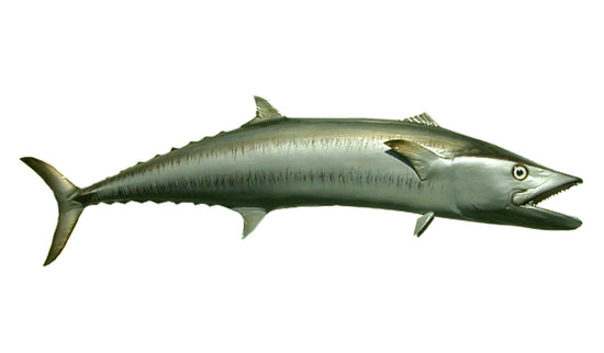 63-INCH KINGFISH