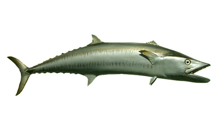 63-INCH KINGFISH