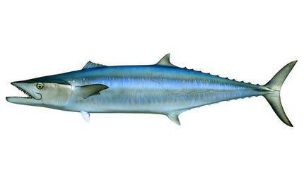 65-INCH KINGFISH