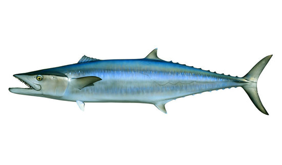 65-INCH KINGFISH