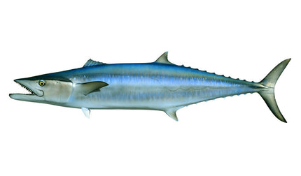65-INCH KINGFISH