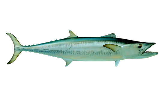 66-INCH KINGFISH