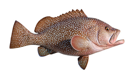 25-INCH KITTY MITCHELL GROUPER